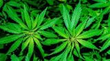 La iniciativa sobre el tema de la regulación del cannabis
