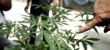 Regulación de la cannabis no traerá paz, asegura senadora del PRI