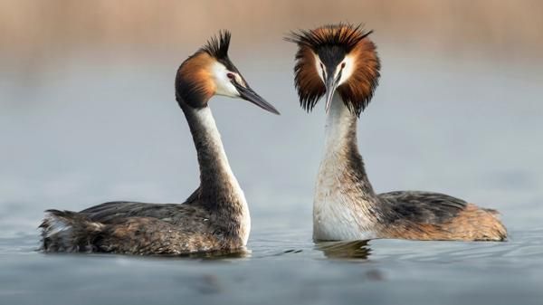 Científicos argentinos presentan un hallazgo revelador sobre las aves prehistóricas