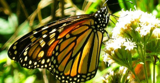 
Abren al público santuarios de mariposa monarca en Michoacán