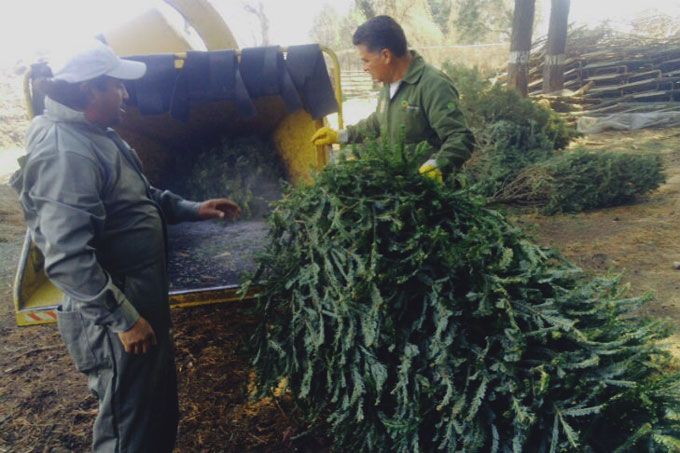 Arranca  campaña de reciclaje de árboles de Navidad en Edomex
