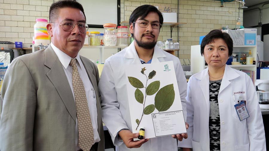 Hallan científicos mexicanos efectos antidiabéticos de las hojas de chirimoya