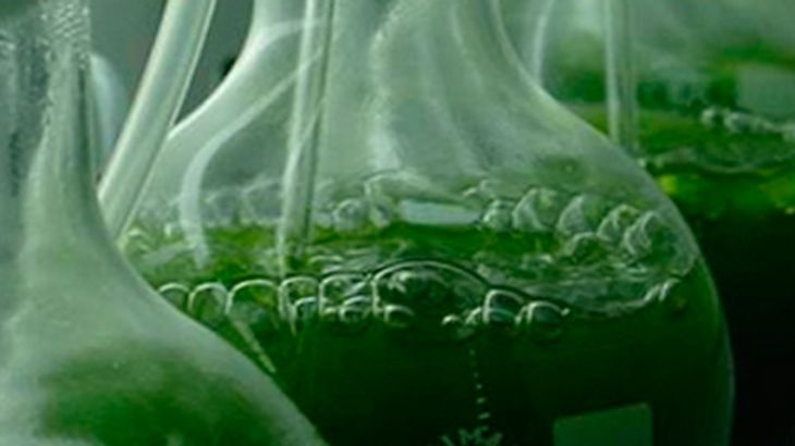 Científicos realizan estudios a algas para producir biocombustibles