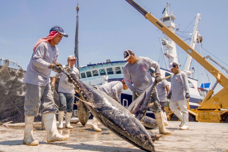 Realizan Buques mexicanos captura histórica de atún en aguas sudamericanas
