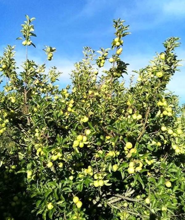 Manzana Agua Nueva, variedad con potencial productivo, se siembra ya en Oaxaca