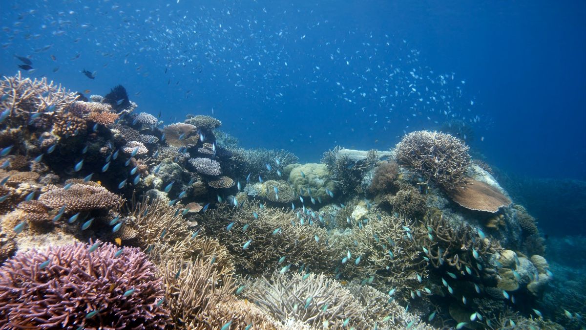 Investigadores del INAPESCA avanzan en la recuperación de arrecifes en el caribe mexicano
