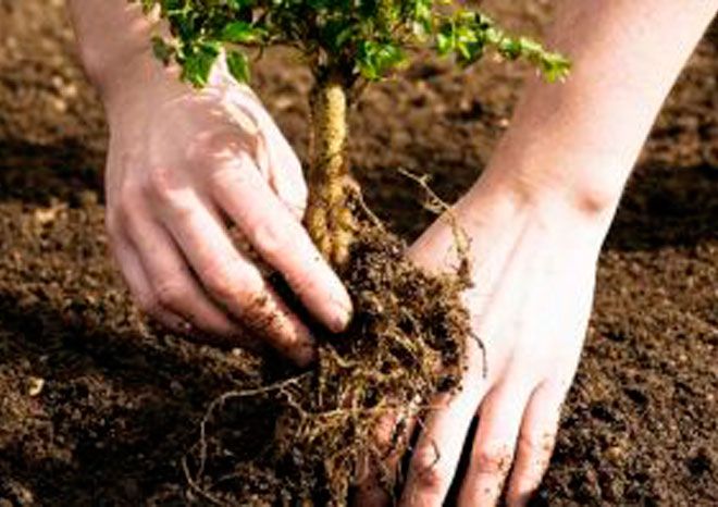 Plantarán más de 100 mil árboles en Áreas Naturales Protegidas y Urbanas
