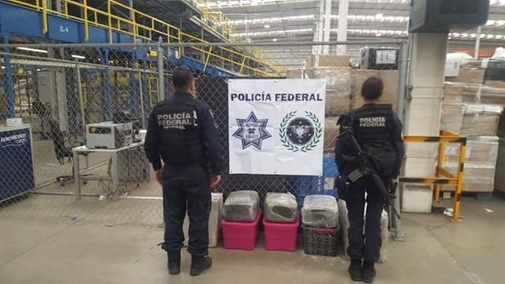 Fuerzas federales de la unidad canina decomisaron 30 kilogramos de marihuana en una empresa de paquetería en Izcalli