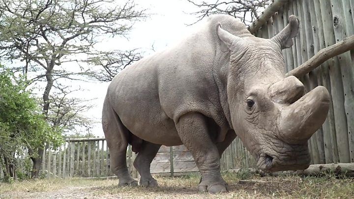 
 
Muere Sudan, el último rinoceronte blanco  macho del mundo