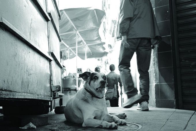 Ex alcalde de Papalotla precisa aspectos de presuntas multas por alimentar perros callejeros