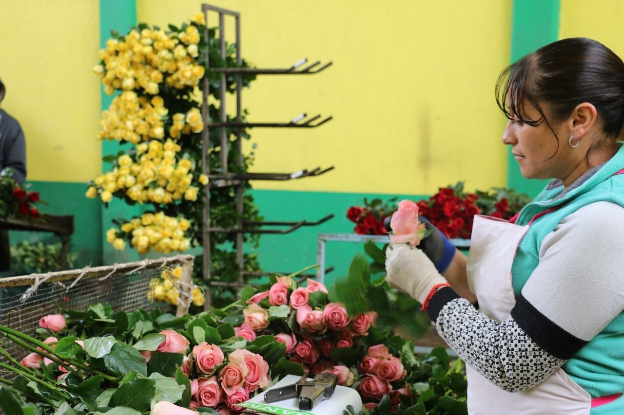 Produce Edoméx más  111 millones de tallos de rosa para Día de la Madre