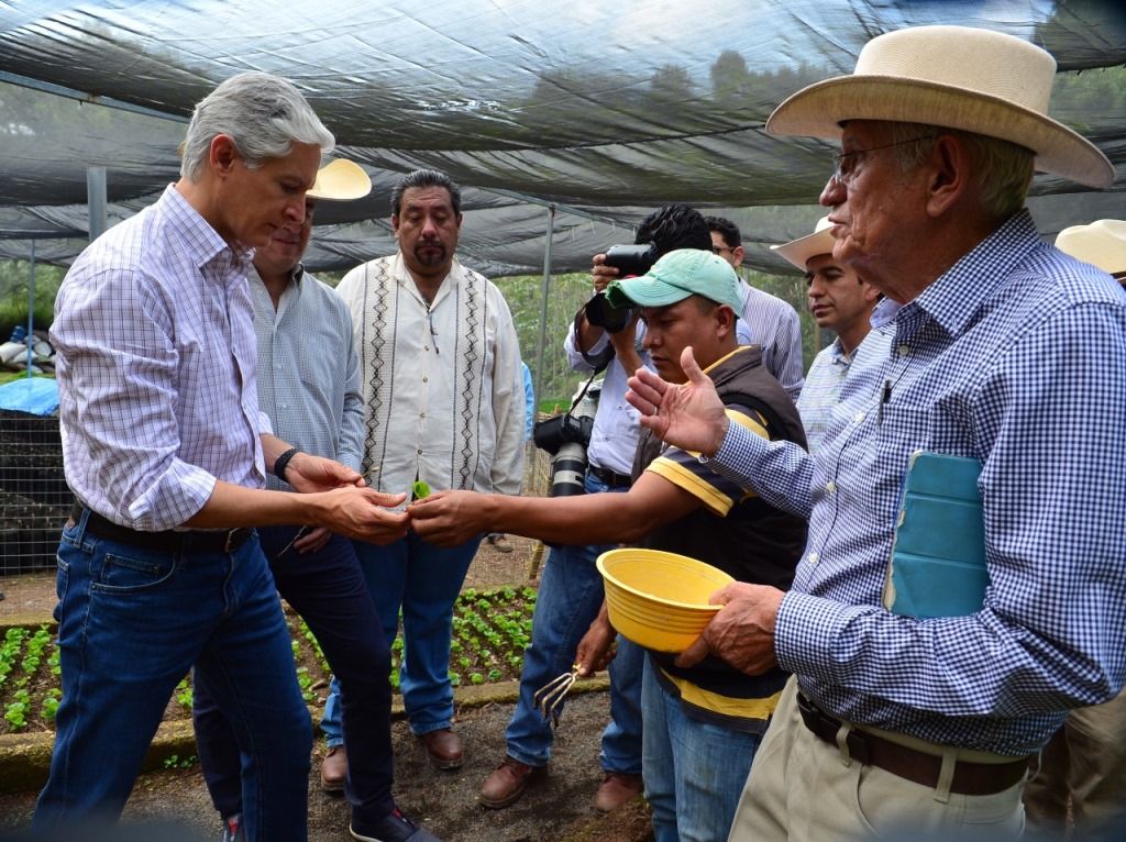 El Edoméx busca obtener denominación de origen de planta criolla de café de región sur 