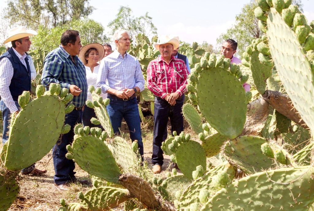 Del Mazo visita el centro de acopio para fortalecer la producción y comercialización de nopal mexiquense
