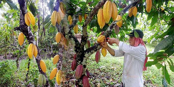 Se producen 20 mil plantas de cacao, fortaleciendo el producto en ’los madreados ’
