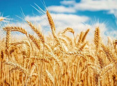 Descifran genoma del trigo harinero, hallazgo con impacto mundial