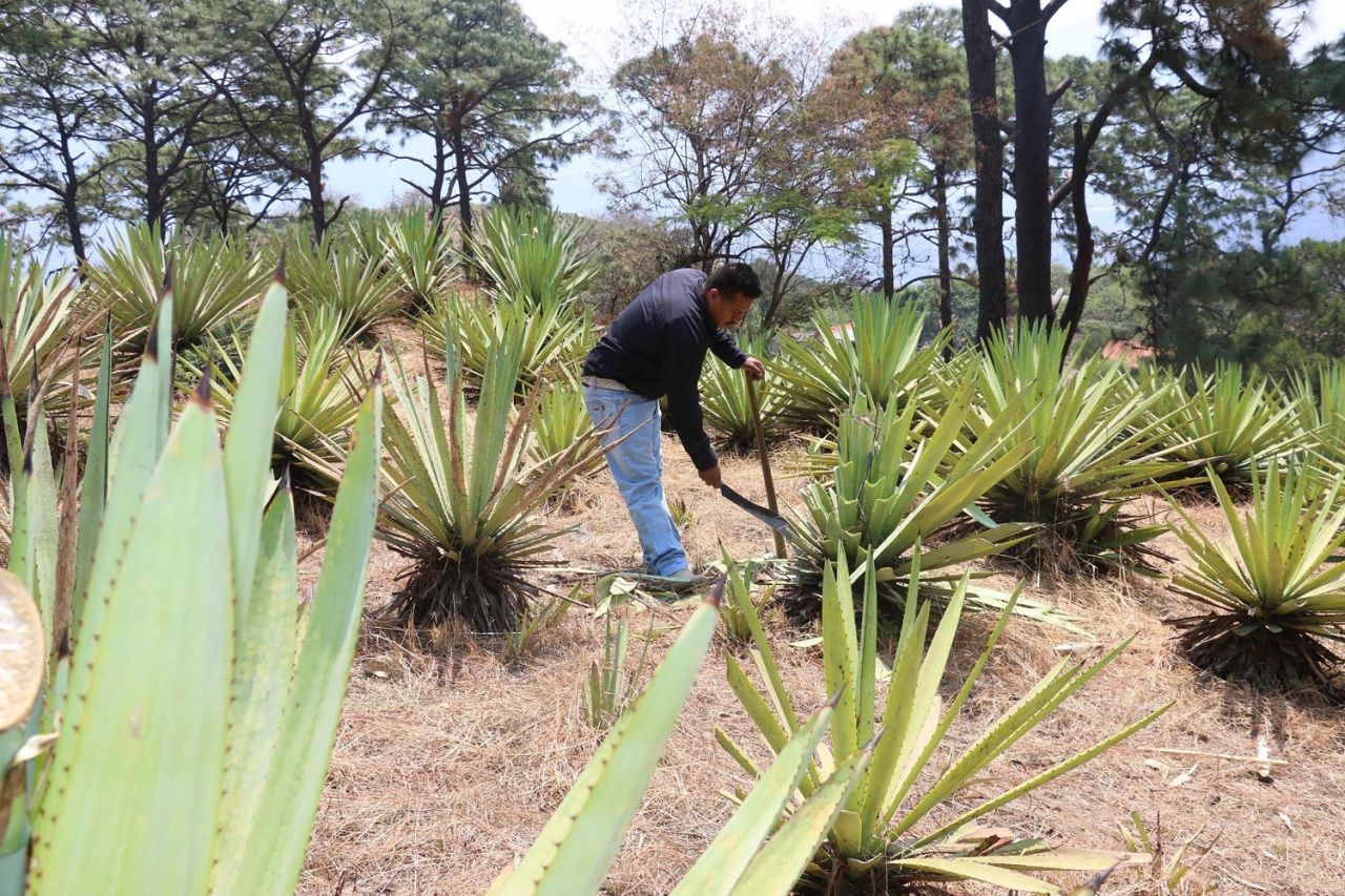 Esperan productores mexiquenses mejorar la comercialización del mezcal con la denominación de origen 