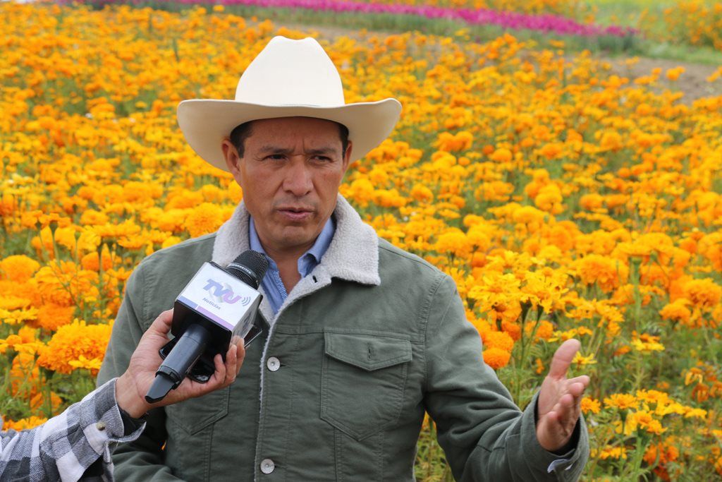 Aseguran floricultores mexiquenses producción para ofrendas de día de muertos
