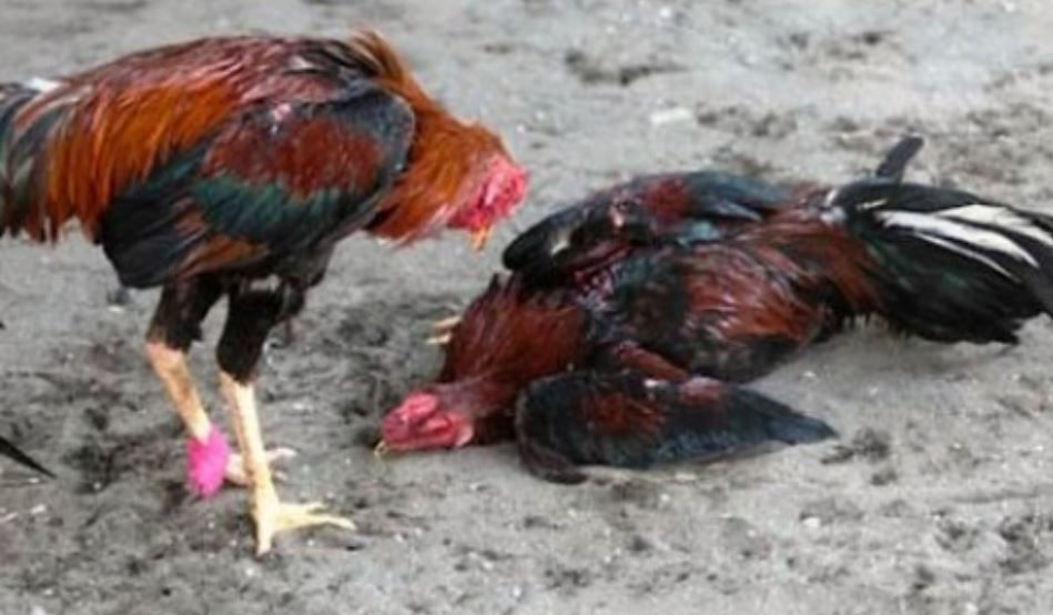 Decepciona diputado de Morena y presenta iniciativa para blindar Pelea de gallos