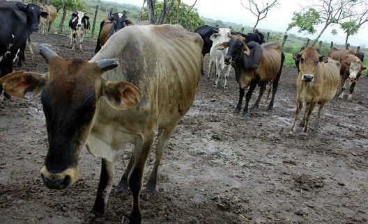 Comercializan con leche y carne infectada de tuberculosis en Nayarit