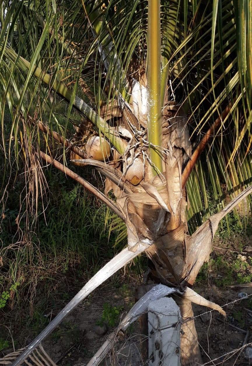 Plagas afectan plantíos nuevos de palmas de cocotero en la Costa Grande