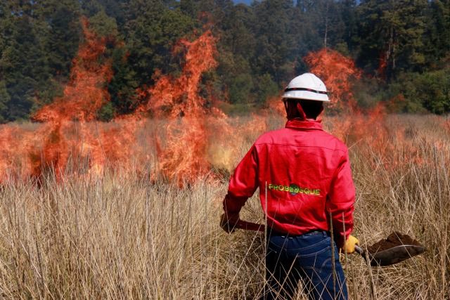 Probosque previene incendios forestales con quemas controladas