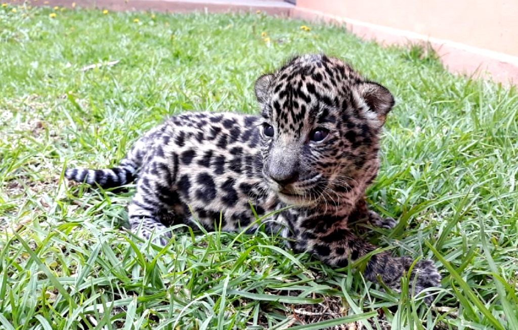 En el parque Ecológico Zacango nace ejemplar de jaguar pinto