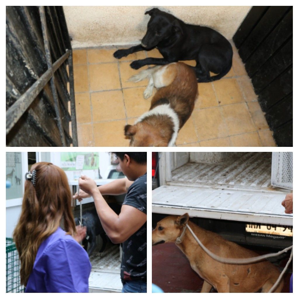 Perros relacionados con la muerte de una mujer en Tecamac fueron canalizados a albergue.