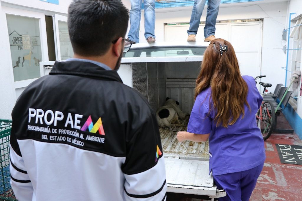 Canaliza PROPAEM a albergue a seis caninos relacionados con deceso de una persona en Tecámac