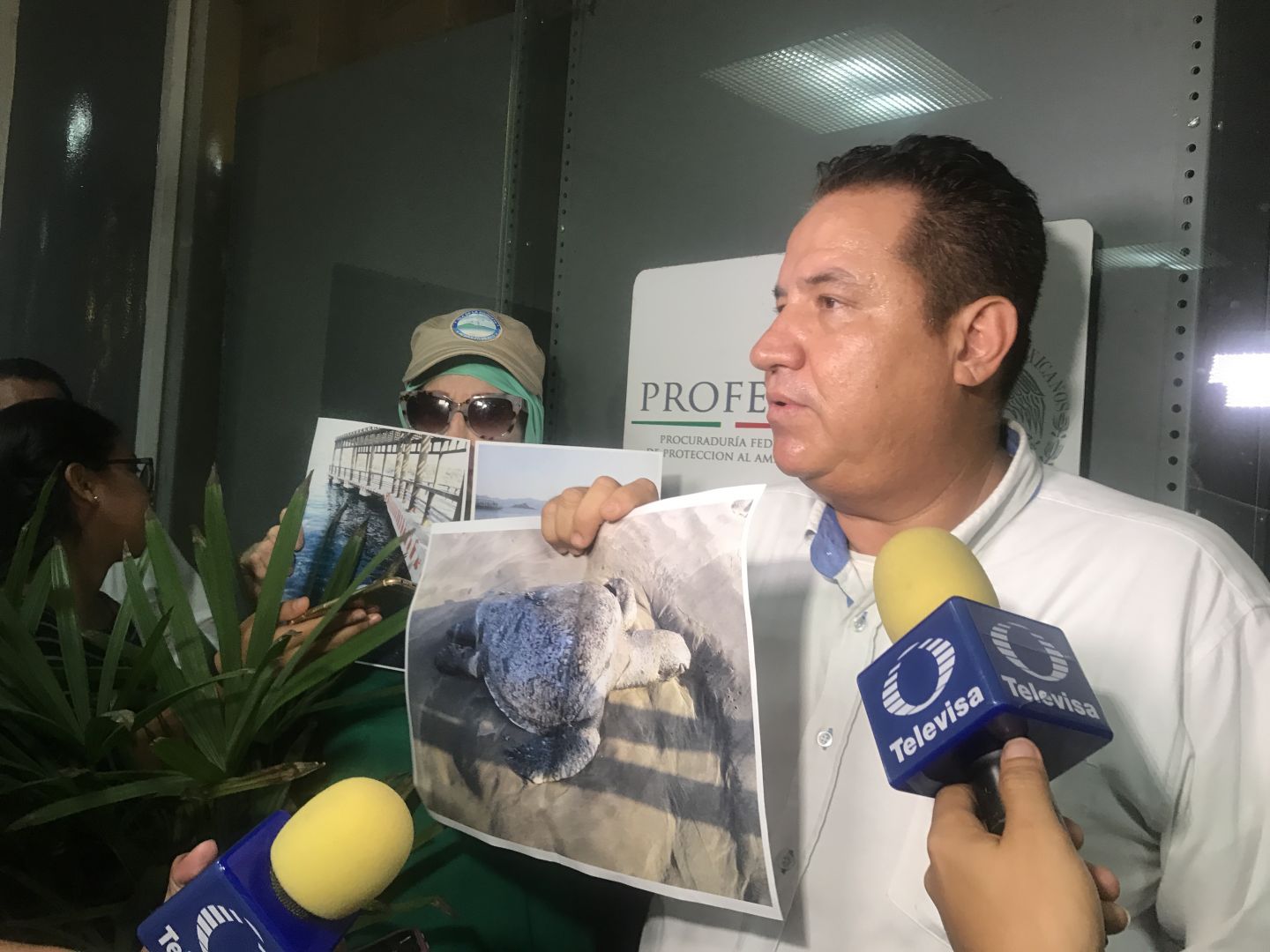 Denuncia Canaco-Servytur masacre de tortugas en Acapulco