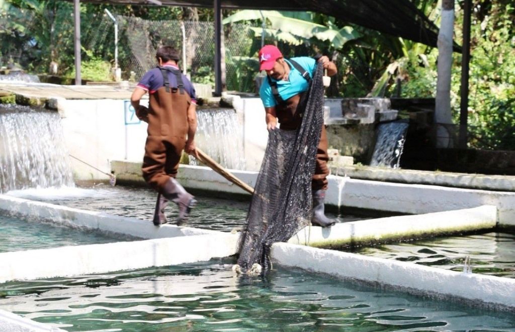 La SEDAGRO apoya proyectos productivos de acuicultores mexiquenses
