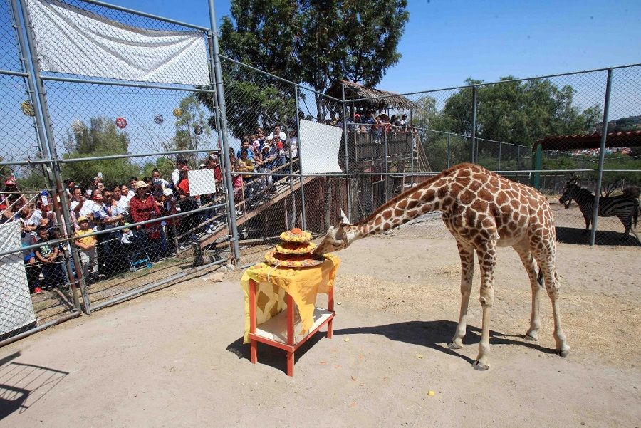 
Celebran primer cumpleaños de  la jirafa Guga en el Parque Ehécatl de Ecatepec