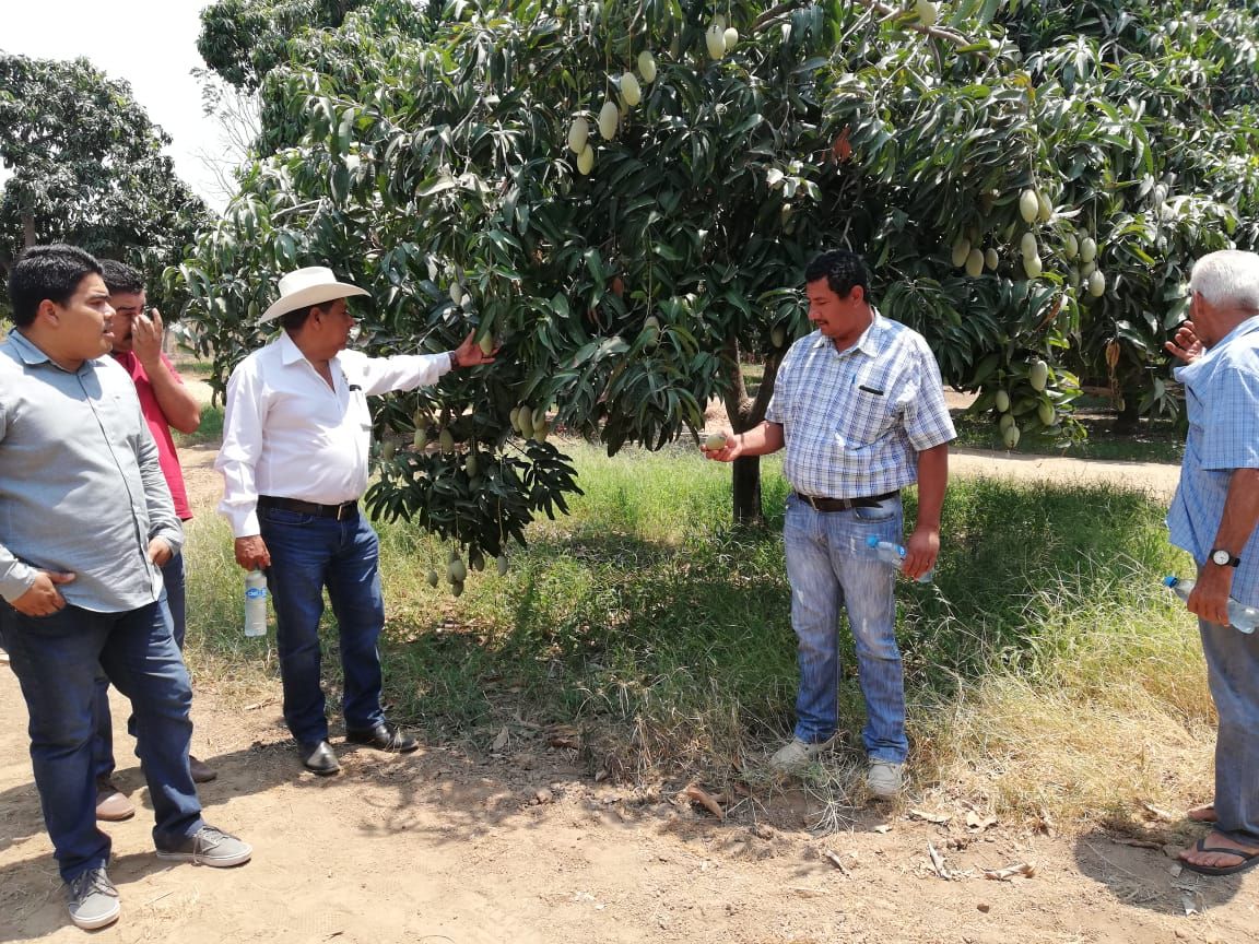 Analizan productores de mango en Tecpan la grave problemática que atraviesan por las plagas