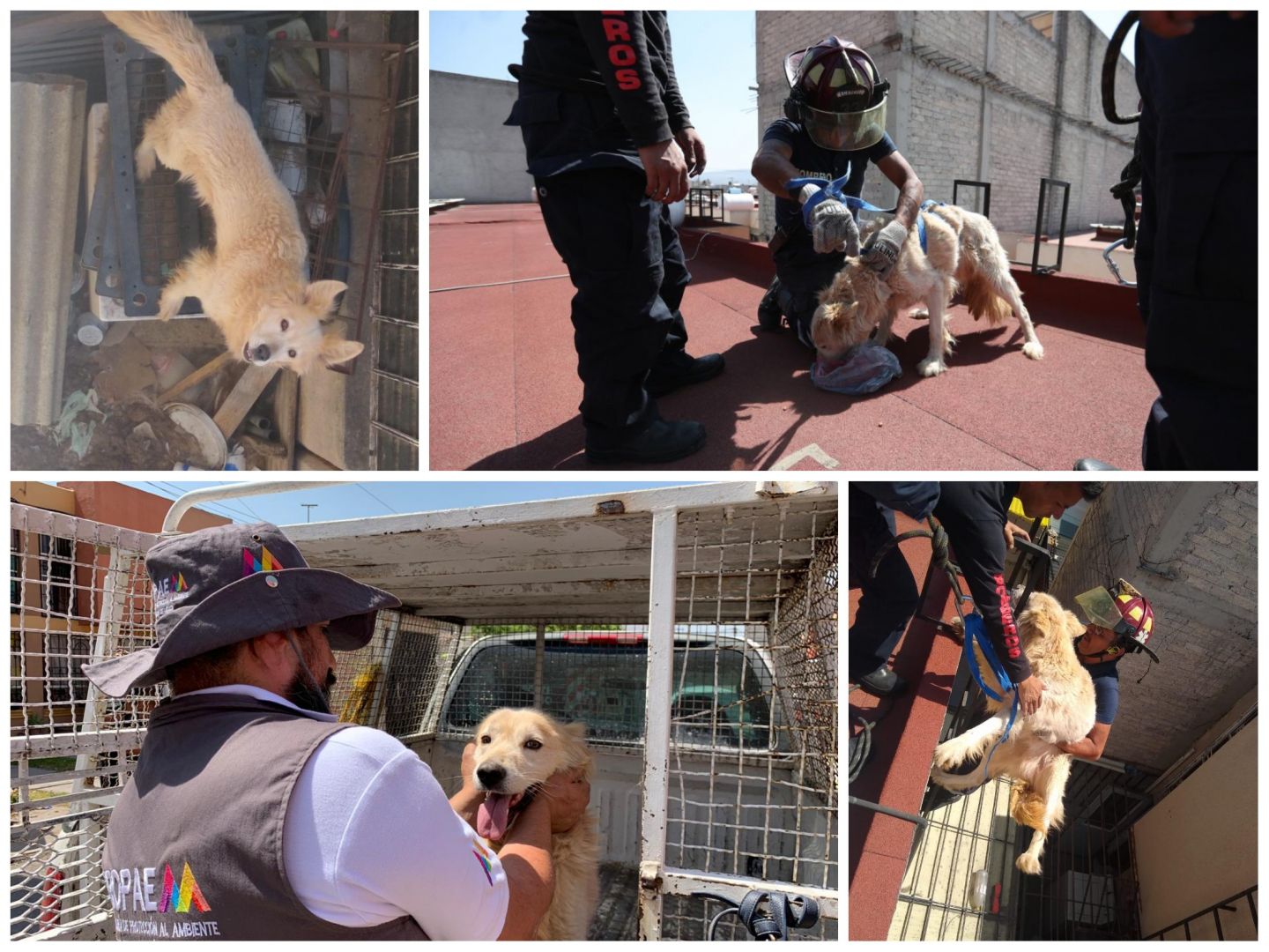 Protección Civil rescata perro víctima de maltrato en Ecatepec