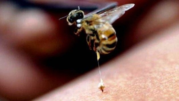 Identifican propiedades del veneno de abeja contra mal de Parkinson
