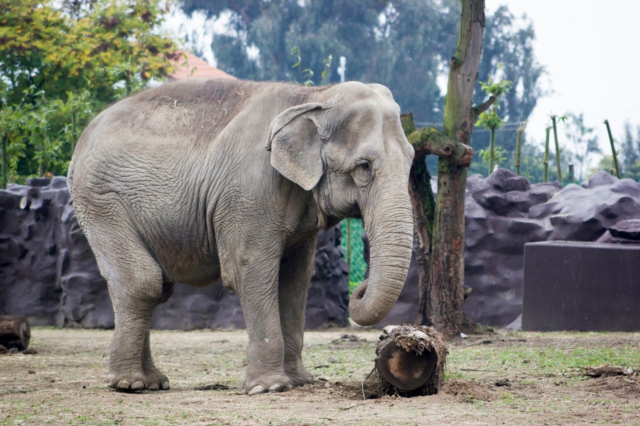 Aplican eutanasia a elefanta en zoológico de Zacango.