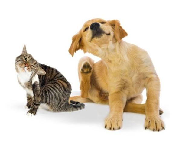 Perros y gatos, portadores de pulgas con altos niveles de bacterias