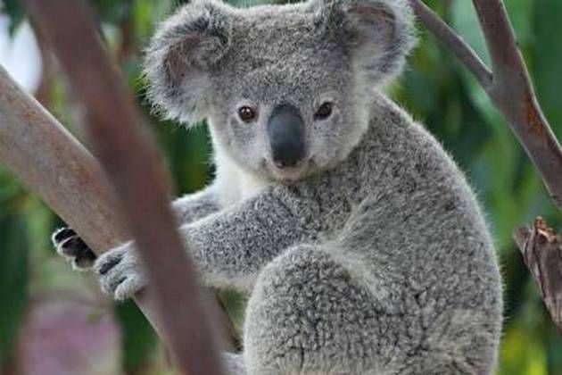 Koala: otro animal en camino a la extinción