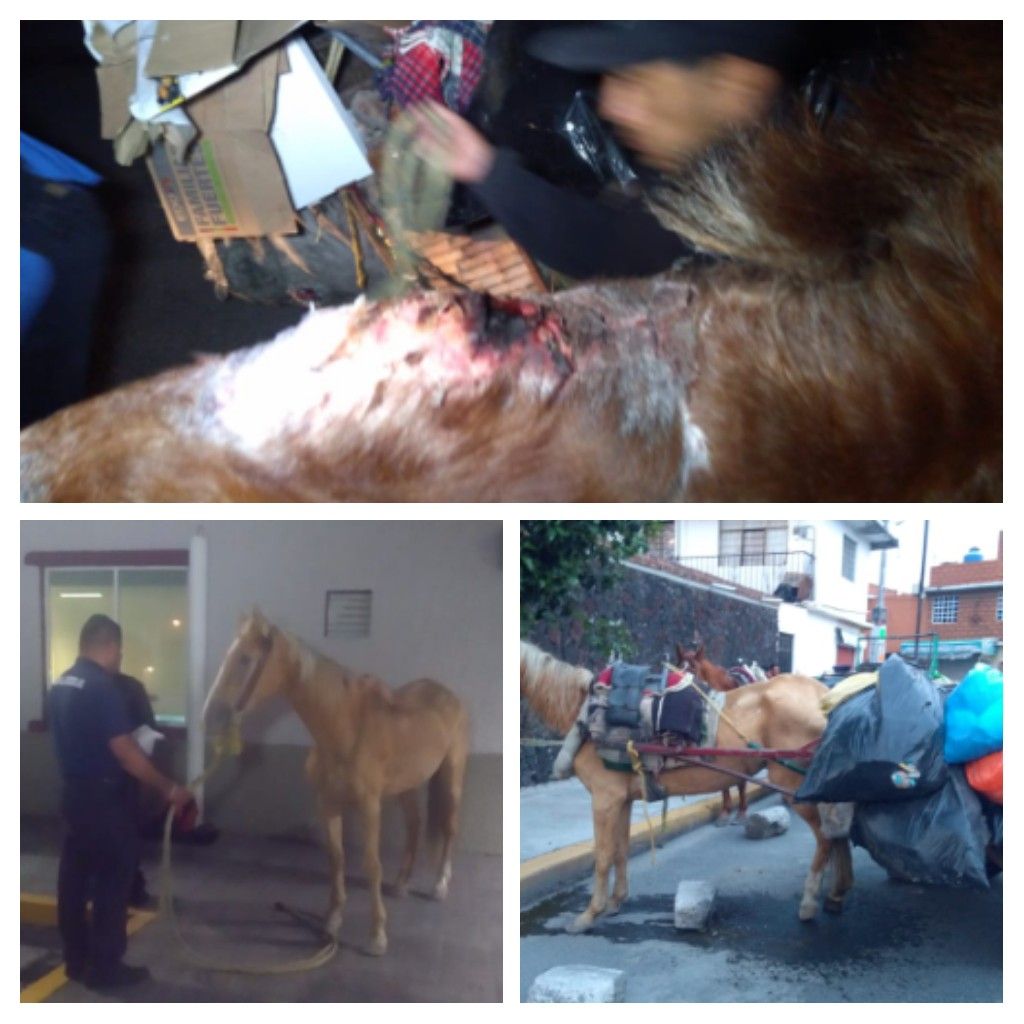 Rescatan caballos maltratados en Los Reyes La Paz