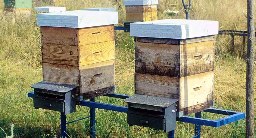 Peligrosa y posible extinción de abejas