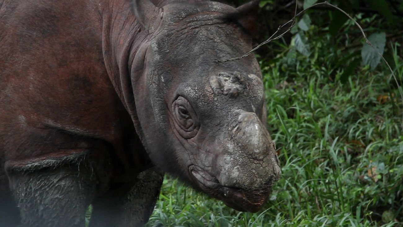 Muere el ultimo rinoceronte macho de Sumatra