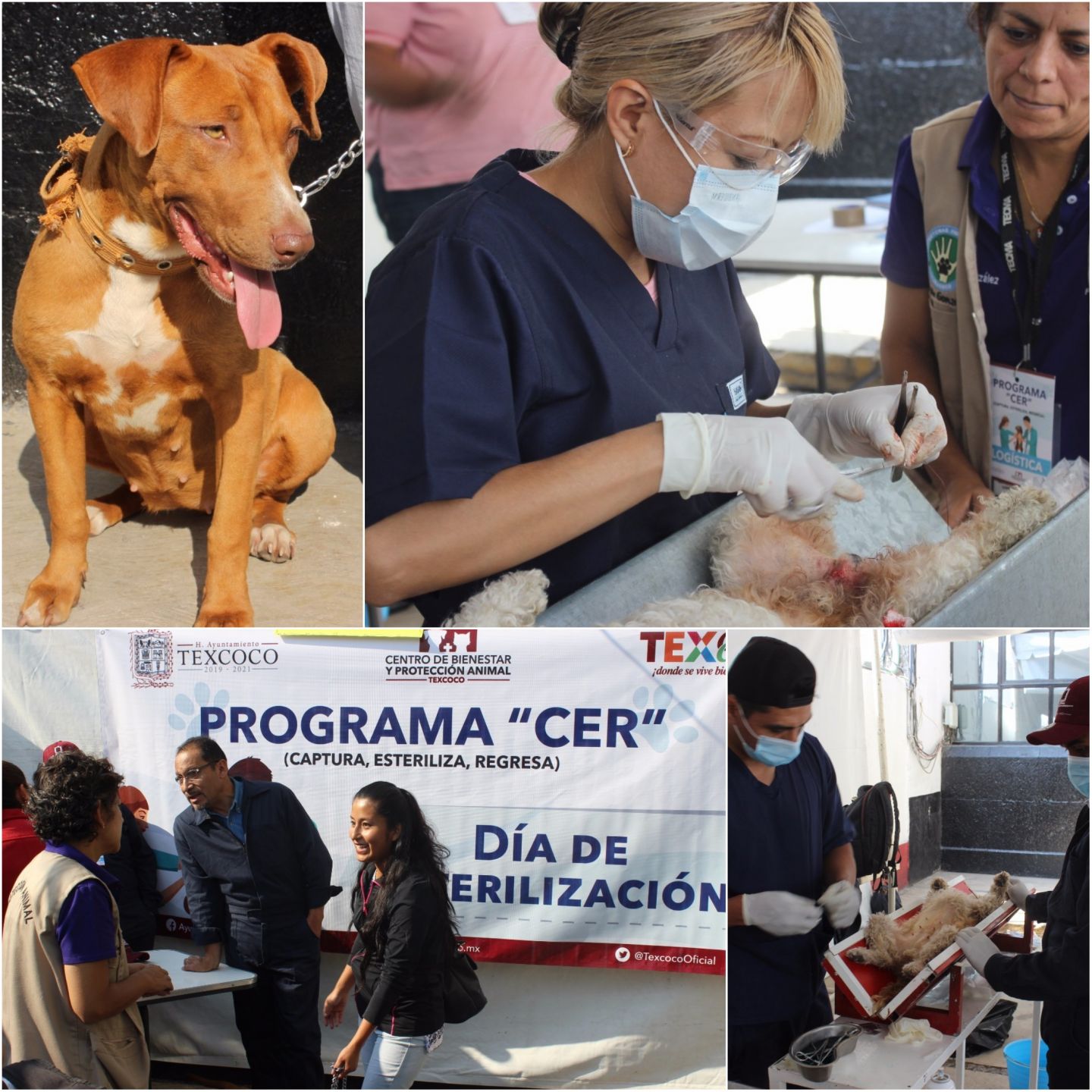 Evento "Huellitas de amor" esterilizará 300 mascotas en Texcoco 