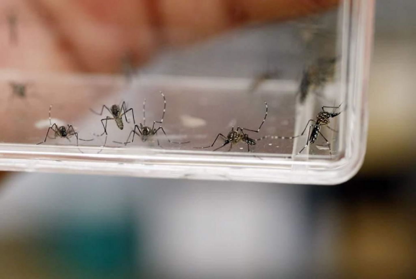 Registra EDOMEX ocho casos de dengue en lo que va del año 