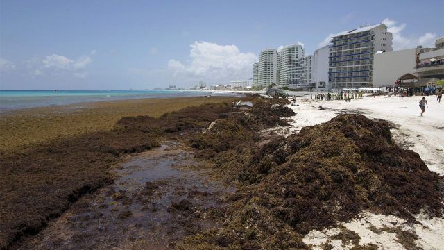 Extranjeros buscan sargazo de playas mexicanas para hacer negocios