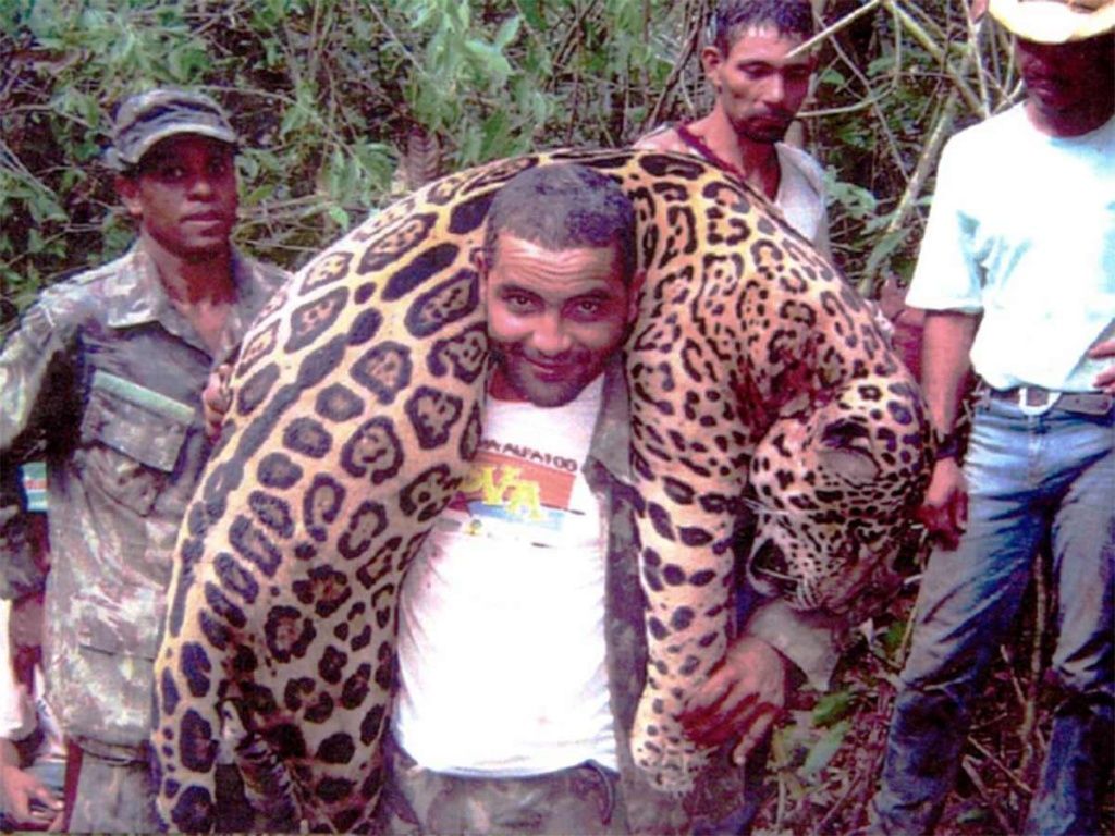 Grupo de cazadores va a juicio por matar a más de mil jaguares