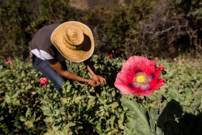 Promovieron PRI-PRD crecimiento del opio En Guerrero 