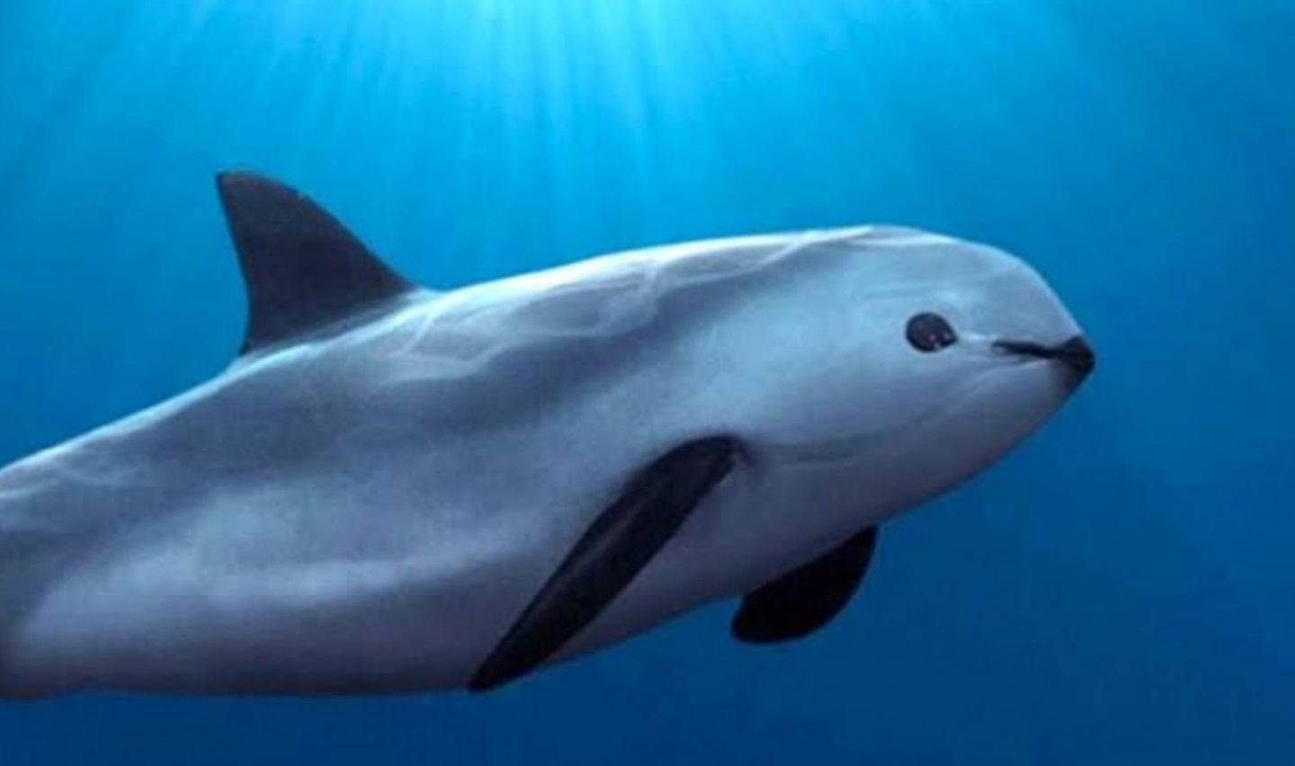 La vaquita marina aún se puede salvar de la extinción