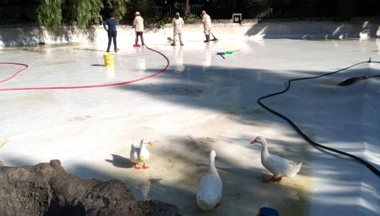 Alcaldía Cuauhtémoc da mantenimiento a estanque en Parque México