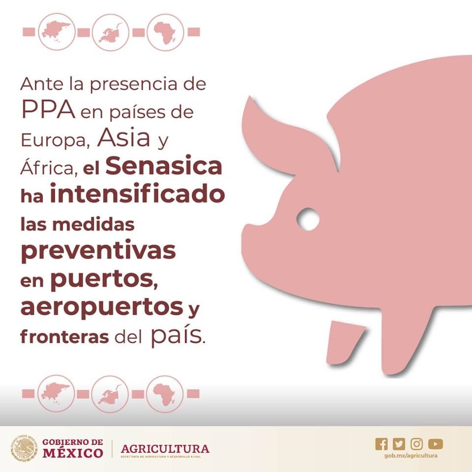Regresa la peste porcina. Urgen a establecer cerco sanitario para evitar epidemia en cerdos mexicanos