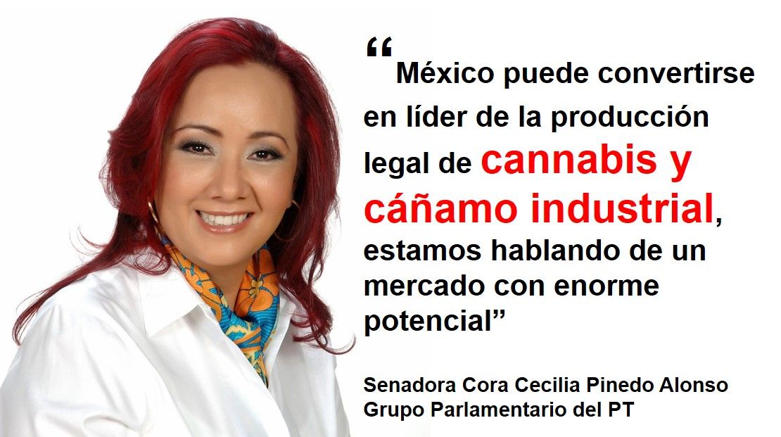 México puede convertirse en líder de la producción legal de cannabis y cáñamo industrial