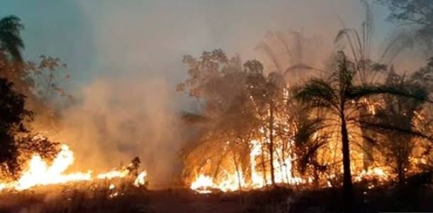 Incendios en Bolivia ya han destruido más de 700 mil hectáreas
